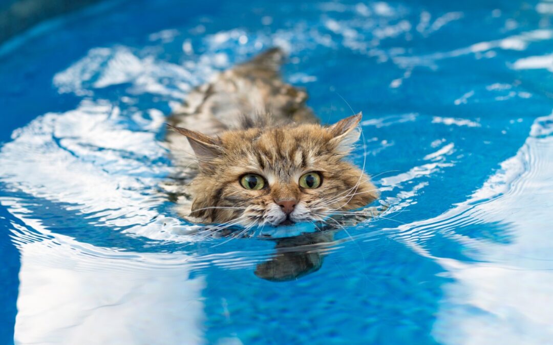 Czy koty umieją pływać