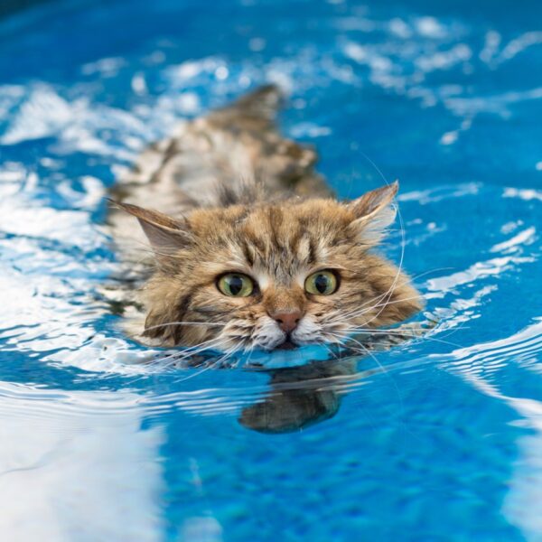 Czy koty umieją pływać