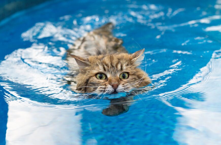 czy-koty-plywaja