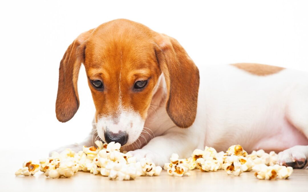 Czy pies może jeść popcorn? Popcorn jako przekąska dla psa?
