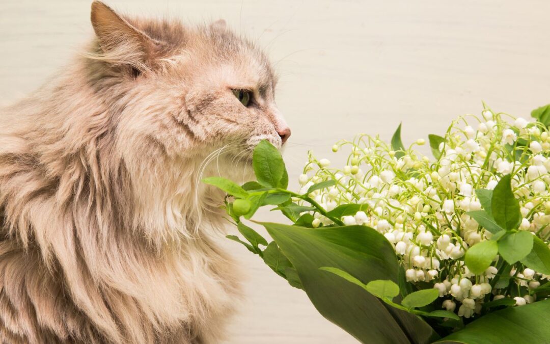 Rośliny trujące dla kotów – kwiaty niebezpieczne dla kota