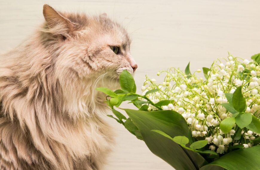 Rośliny trujące dla kotów – kwiaty niebezpieczne dla kota
