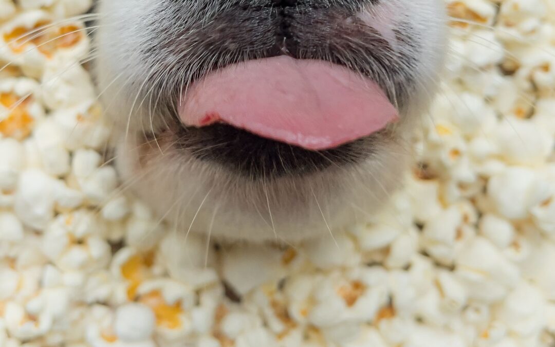 Dlaczego łapy psa pachną jak popcorn?
