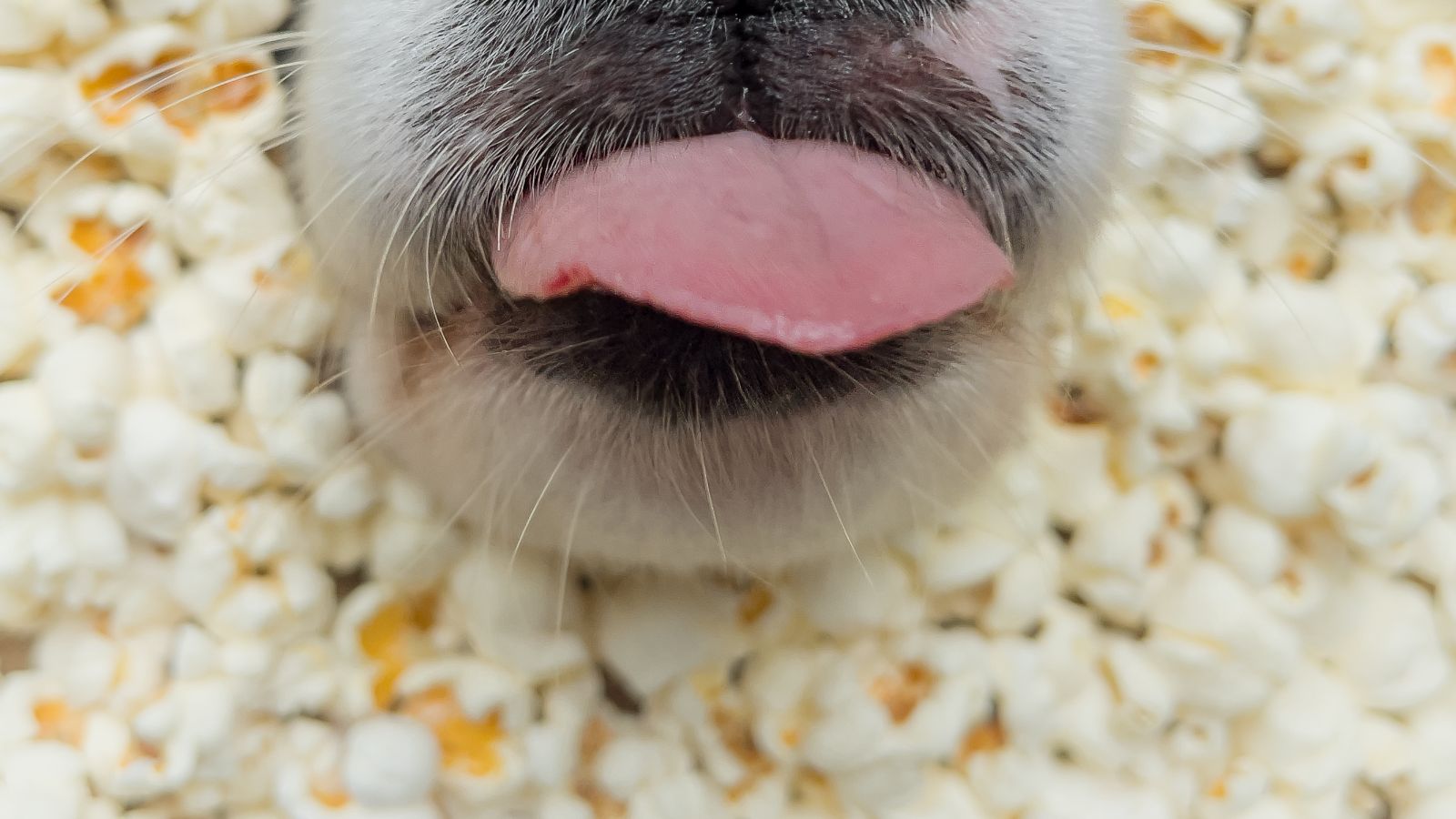 Dlaczego łapy psa pachną jak popcorn?