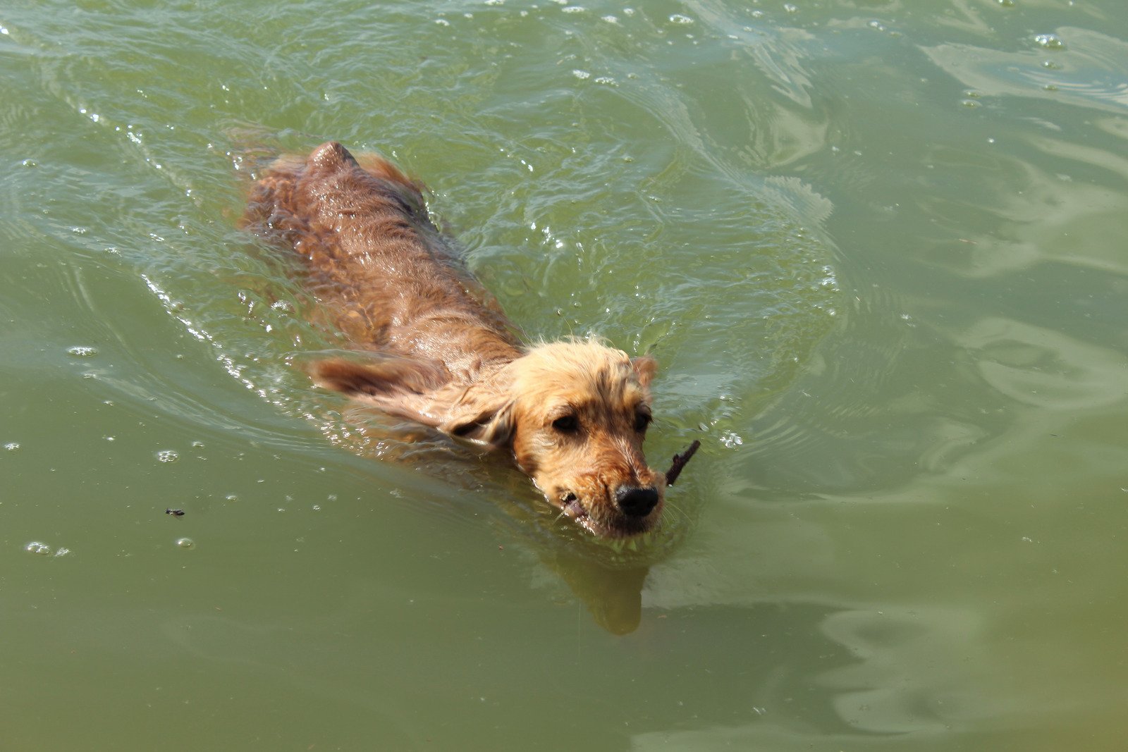 Najlepsze sposoby na ochronę uszu psów podczas pływania