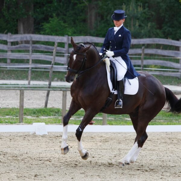 Jak przygotować konia na zawody: kompleksowy przewodnik
