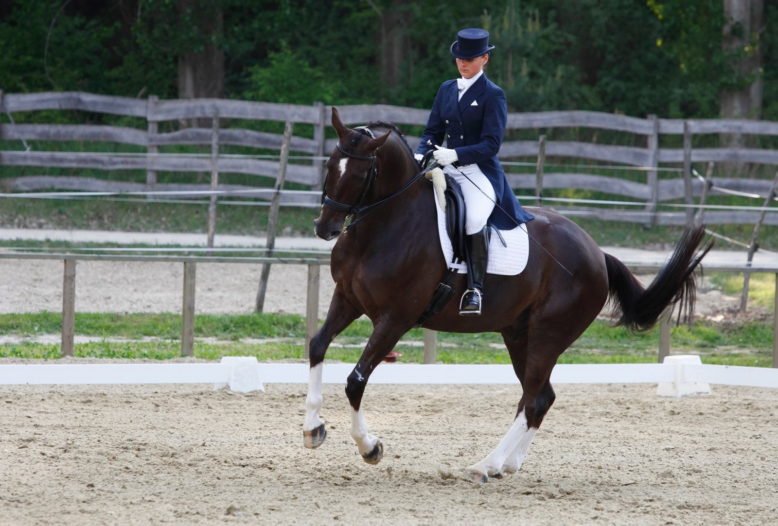 Jak przygotować konia na zawody: kompleksowy przewodnik