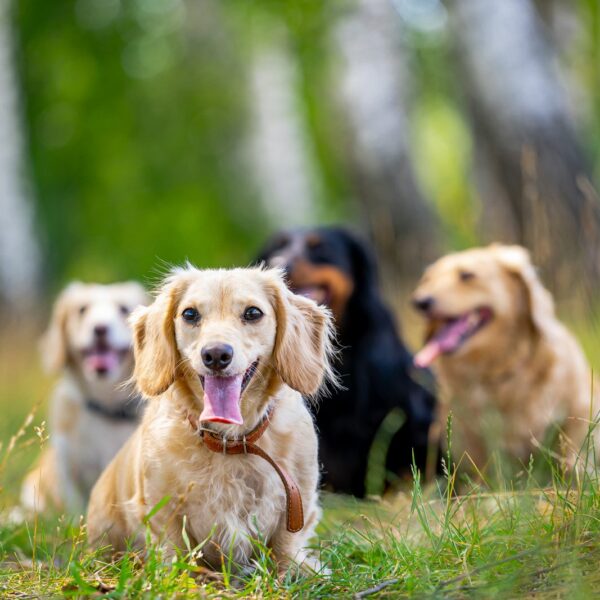 Jakie są najlepsze rasy psów dla osób z ograniczoną przestrzenią życiową?
