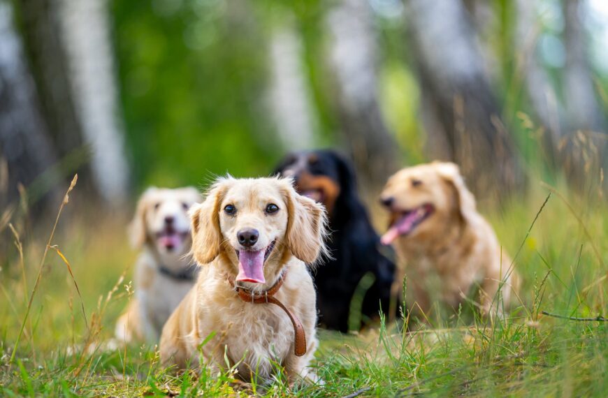 Jakie są najlepsze rasy psów dla osób z ograniczoną&hellip;