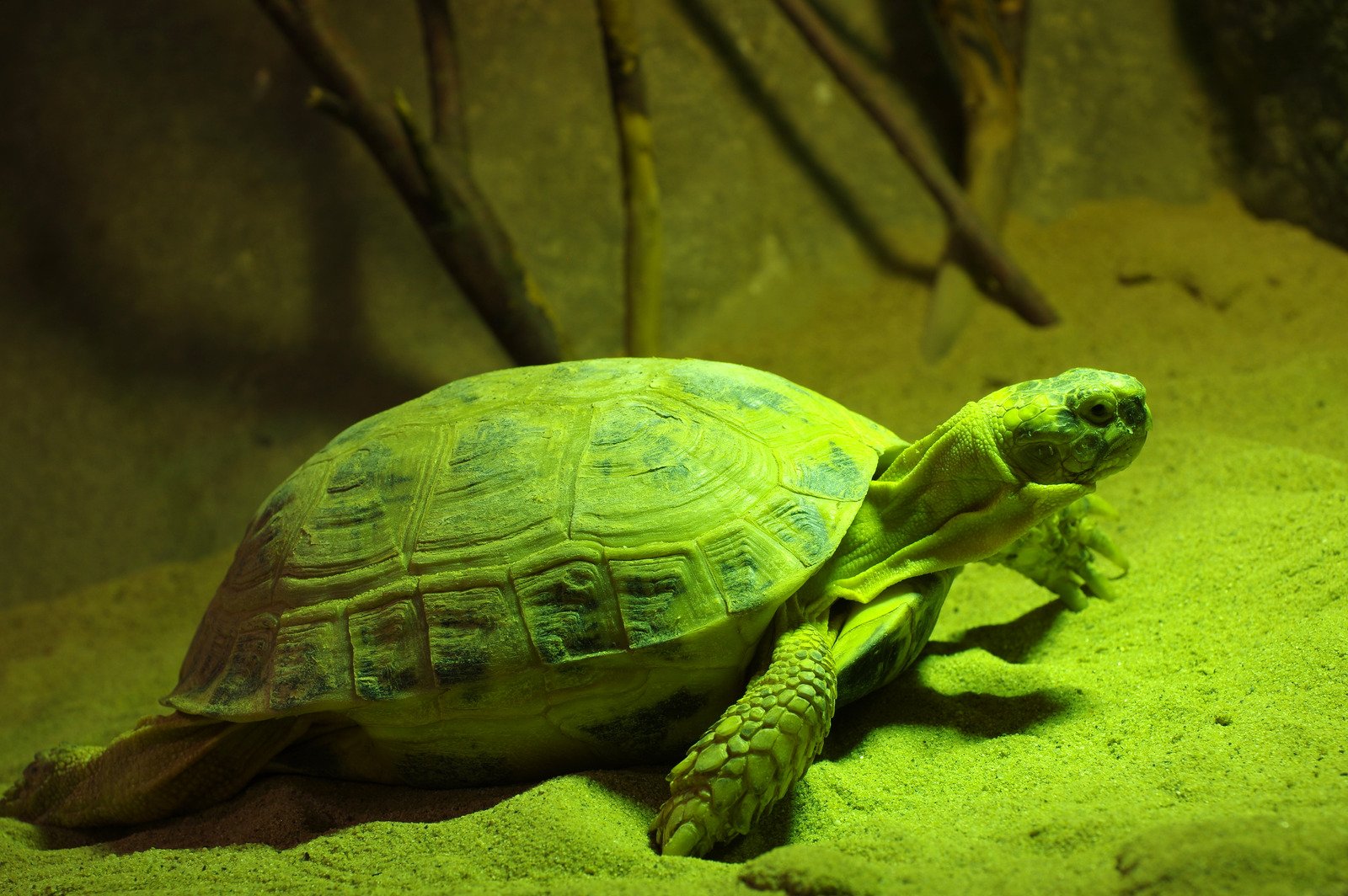 Najlepsze sposoby na integrację nowego żółwia z innymi mieszkańcami terrarium