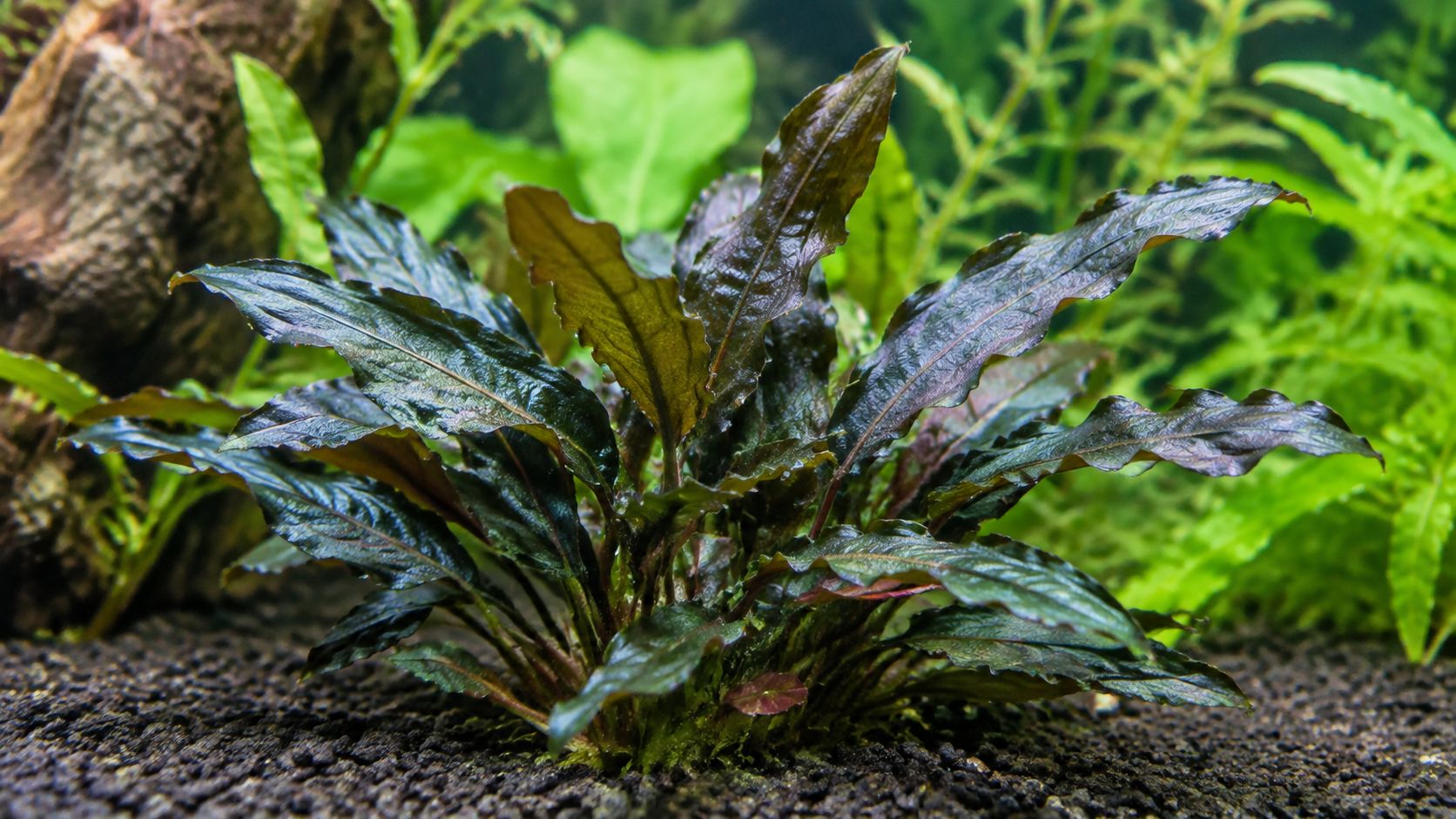 3. Cryptocoryne wendtii (Zwartka Wendta)
