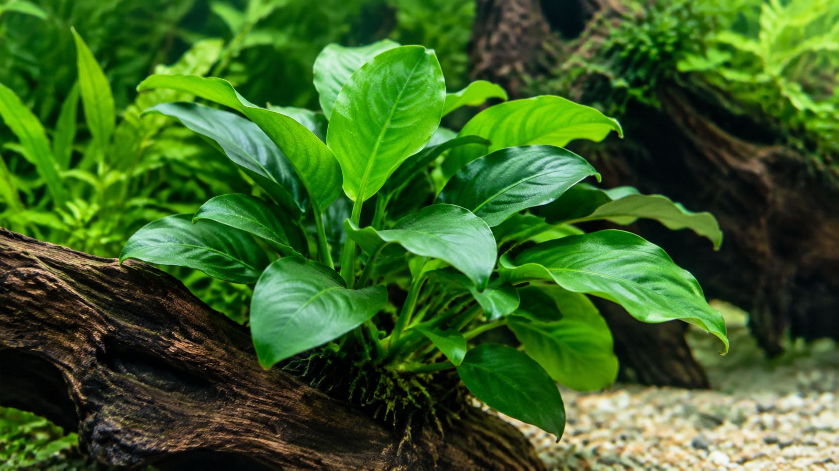 1. Anubias barteri (Anubias Bartera)